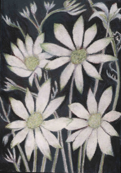 flannel flowers