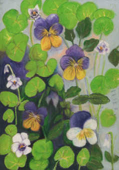 violas
