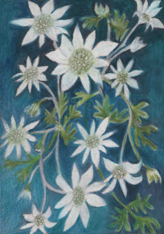 I love flannel flowers