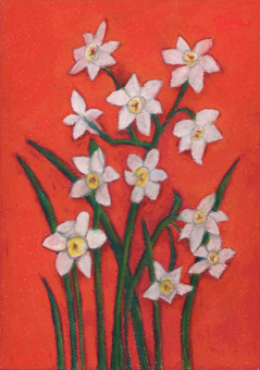 jonquils