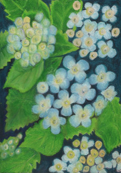 hydrangeas