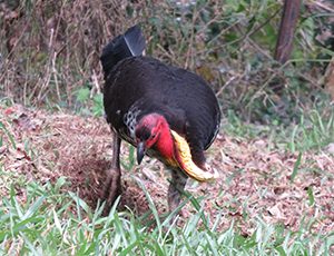 bush turkey