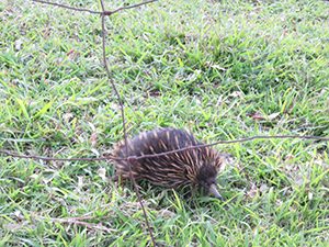 echidna