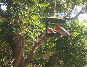 galahs