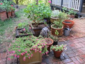 Garden flowers