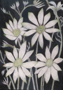 flannel flowers