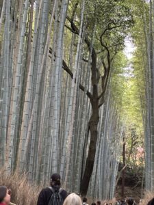 bamboo forest